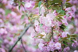 Pink abloom cherry (sakura) blossom photo