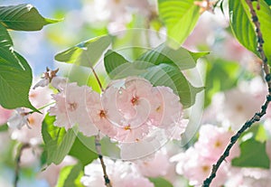Pink abloom cherry (sakura) blossom photo