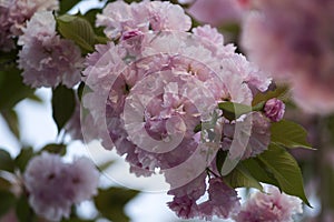 Pink abloom japanese cherry sakura blossom.