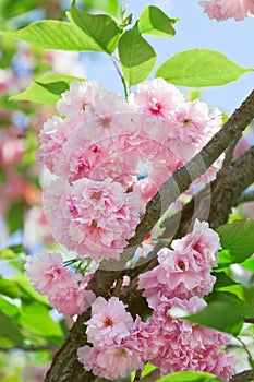 Pink abloom japanese cherry (sakura) blossom