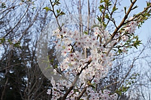 Pink abloom japanese cherry (sakura) blossom