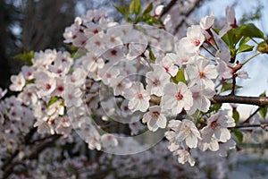 Pink abloom japanese cherry (sakura) blossom photo