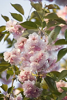Pink abloom japanese cherry sakura blossom. photo