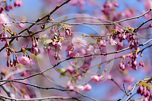 Pink abloom japanese cherry sakura blossom in sunny spring day
