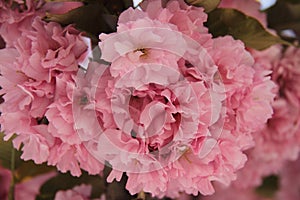 Pink abloom japanese cherrysakura blossoming photo