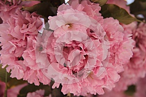 Pink abloom japanese cherrysakura blossoming