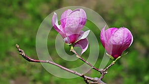 Pink abloom magnolia flower, 2 views