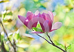 Pink abloom pair of magnolia flower photo