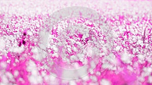 Pink abstract floral background, daisy flowers, soft focus, spring nature, blooming meadow, shallow depth of field