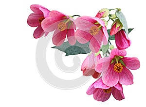 Pink Abutilon hybridum Flower photo