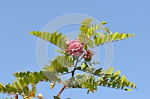 Pink acacia