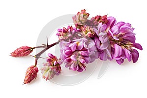 Pink acacia. Blossoming tree. Pink flowers on a white background