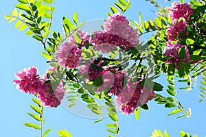 Pink acacia flowers on blue sky background