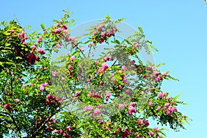 Pink acacia flowers on blue sky background