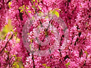 Pink acacia flowers on branches and twigs in a spring garden. Shallow DOF. Spring floral natural background.