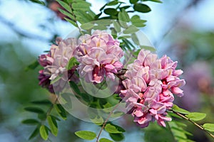 Pink acacia flowers closeup