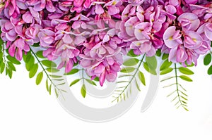 Pink acacia flowers on a white background. Decorative flower border. Decorative flower border. Fragrant honey flowers