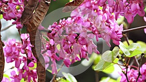 Pink Acacia Tree Blooming Branch and Broun Seed Pods. photo