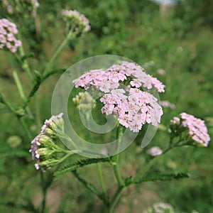 Pink,Achillea millefolium