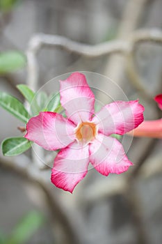 Pink Adenium