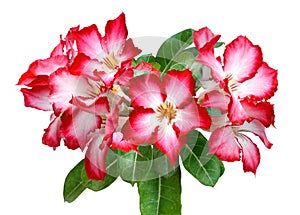 Pink adenium flowers.