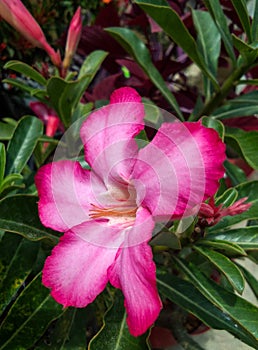 pink adenium flowers bloom very pretty