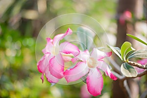 Pink Adenium with green leaf