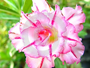 Pink adenium obesum nature background