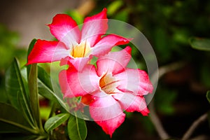 Pink Adenium obesum photo