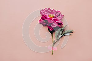 Pink adhesive tape attaches peony flower on pastel background. Minimal creative holiday concept, front view