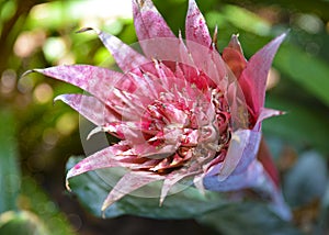 Pink Aechmea fasciata flower in a tropical garden.Silver vase or Urn plant of Bromeliad family.