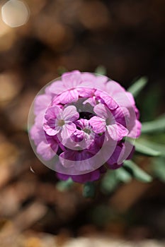 pink Aethionema capitatum flower in the spring garden