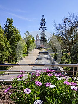 Pink african daisies bed in park with lake and Church in the background, Telheiras - Lisbon PORTUGAL