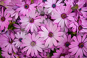 Pink African daisies / Osteospermum closeup photo, floral background.