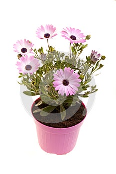Pink African Daisies On White