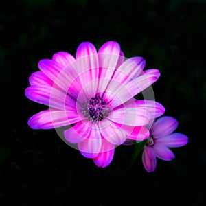 Pink african daisy on a black background