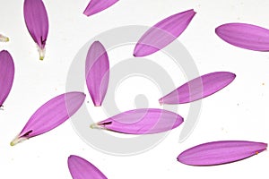 Pink African Daisy Flower with flying falling Petals on White Background