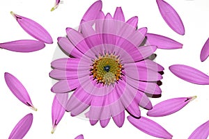 Pink African Daisy Flower with flying falling Petals on White Background