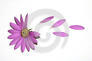 Pink African Daisy Flower with flying falling Petals on White Background