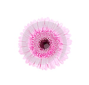 Pink african daisy isolated