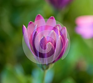 Pink african daisy macro on blurry green background