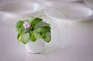 Pink African violet flower in a white flowerpot on a table indoors. Saintpaulia ionantha with a lot of green foliage, white plates
