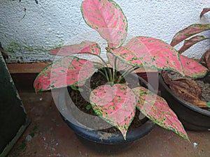The pink aglaonema plant planted in the garden pot.