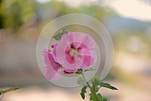 Pink Alcea or Hollyhock flower photo