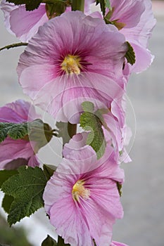 Pink Alcea rosea(Althaea rosea)or Hollyhock,Turkey