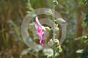 Pink Alcea rosea blooms in July in the meadow. Berlin, Germany