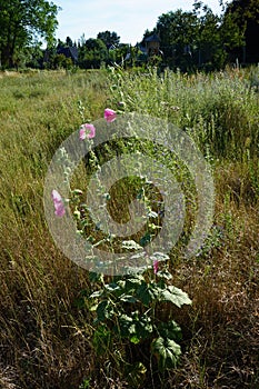 Pink Alcea rosea blooms in July in the meadow. Berlin, Germany