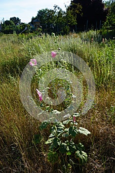 Pink Alcea rosea blooms in July in the meadow. Berlin, Germany