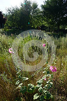 Pink Alcea rosea blooms in July in the meadow. Berlin, Germany