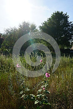 Pink Alcea rosea blooms in July in the meadow. Berlin, Germany